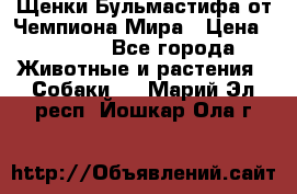 Щенки Бульмастифа от Чемпиона Мира › Цена ­ 1 000 - Все города Животные и растения » Собаки   . Марий Эл респ.,Йошкар-Ола г.